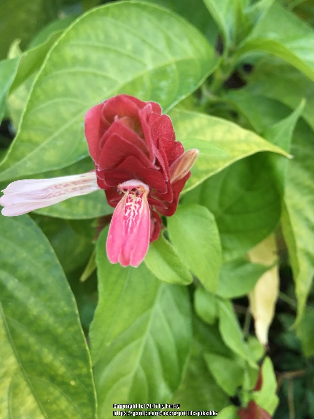 Photo of Shrimp Plant (Justicia brandegeeana) uploaded by piksihk