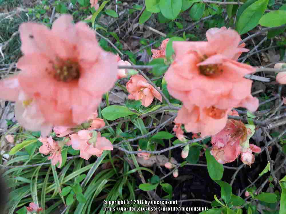 Photo of Flowering Quince (Chaenomeles x superba 'Cameo') uploaded by quercusnut