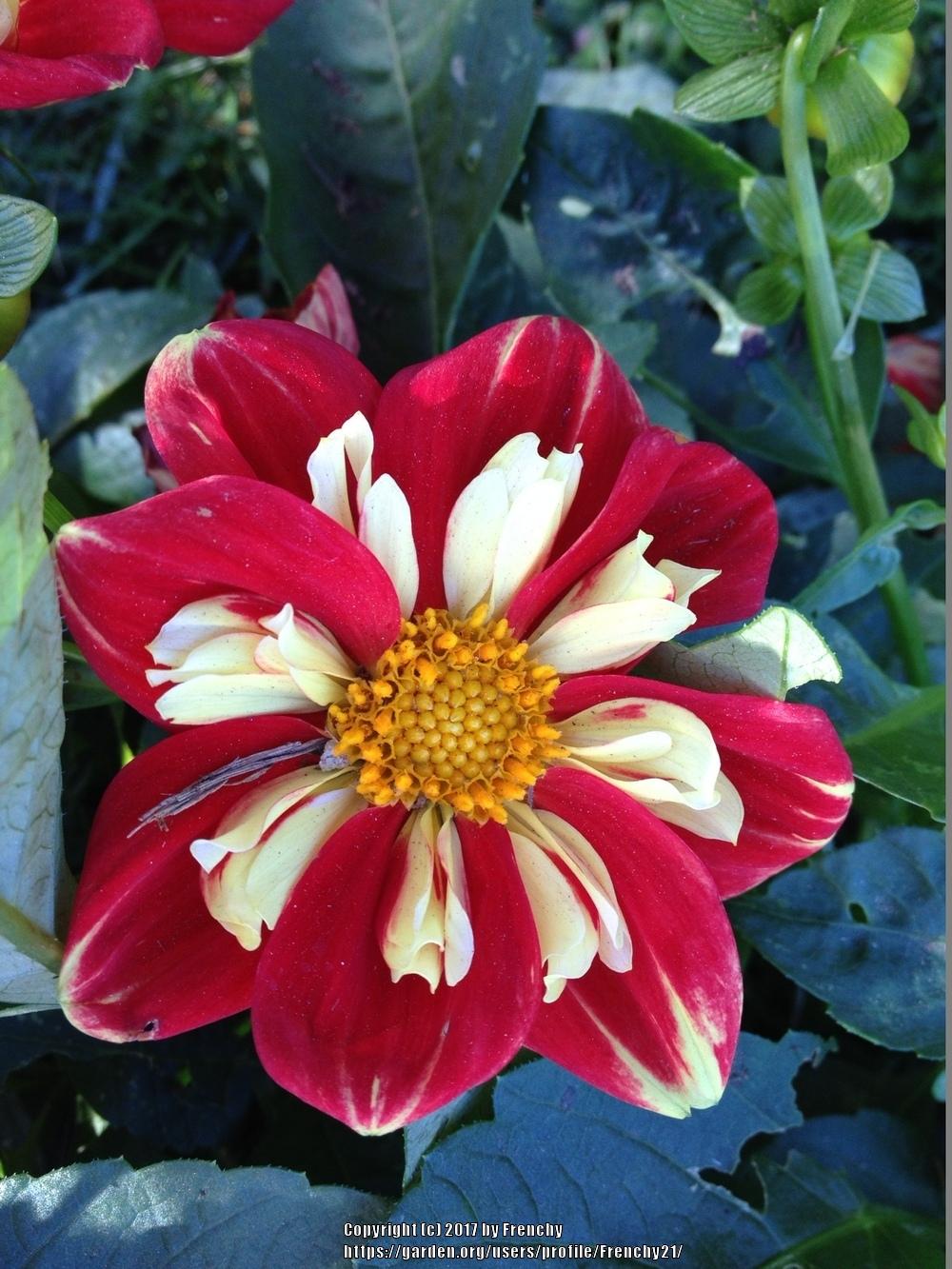 Photo of Dahlia 'Starsister Red and White' uploaded by Frenchy21