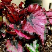 A new begonia received today - Red Robin II!  This is a closeup o