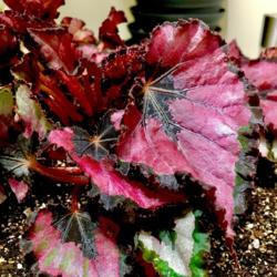 Location: Our apartment
Date: 2017-10-26
A new begonia received today - Red Robin II!  This is a closeup o