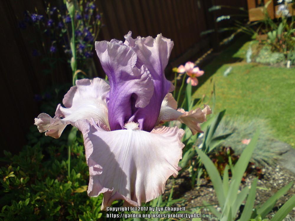 Photo of Tall Bearded Iris (Iris 'Romancer') uploaded by LynDC