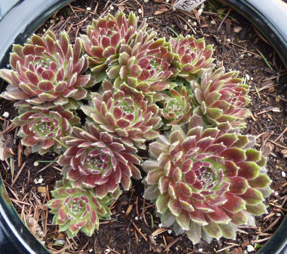 Photo of Hen and Chicks (Sempervivum 'Hey Hey') uploaded by MelissaHopper