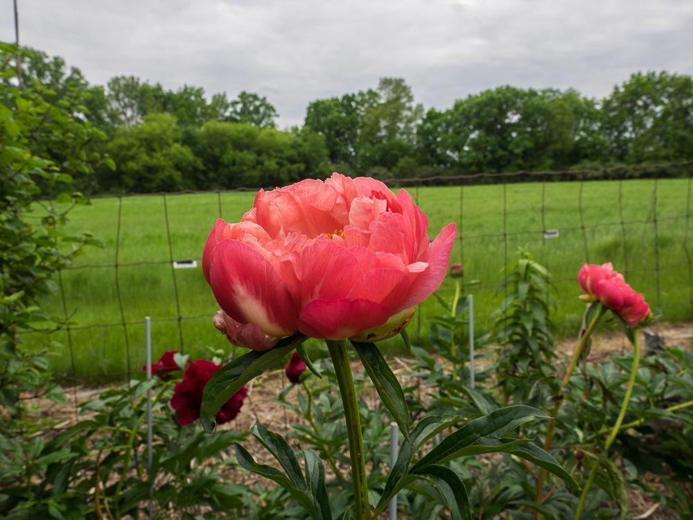 Photo of Garden Peony (Paeonia 'Coral Charm') uploaded by frankrichards16