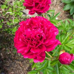 Location: Clinton, Michigan 49236
Date: 2017-10-26
"Paeonia 'Louis Van Houtte', 2017, (3-DB-RD) Hybrid [Peony], pay-