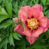 "Paeonia 'Old Rose Dandy', 2017, (3-SL-R) Itoh Hybrid [Peony], pa