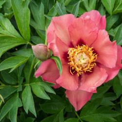 Location: Clinton, Michigan 49236
Date: 2017-10-26
"Paeonia 'Old Rose Dandy', 2017, (3-SL-R) Itoh Hybrid [Peony], pa