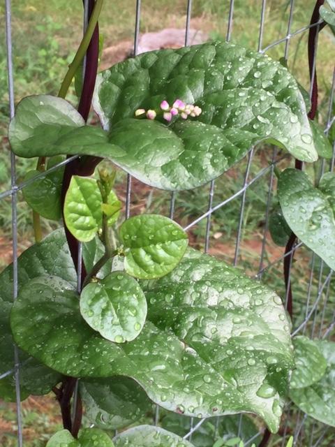 Photo of Malabar Spinach (Basella alba 'Rubra') uploaded by gngrbluiz