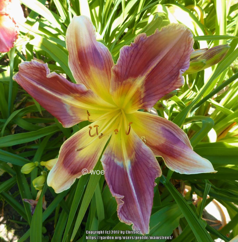 Photo of Daylily (Hemerocallis 'Incense and Peppermints') uploaded by mainstreet