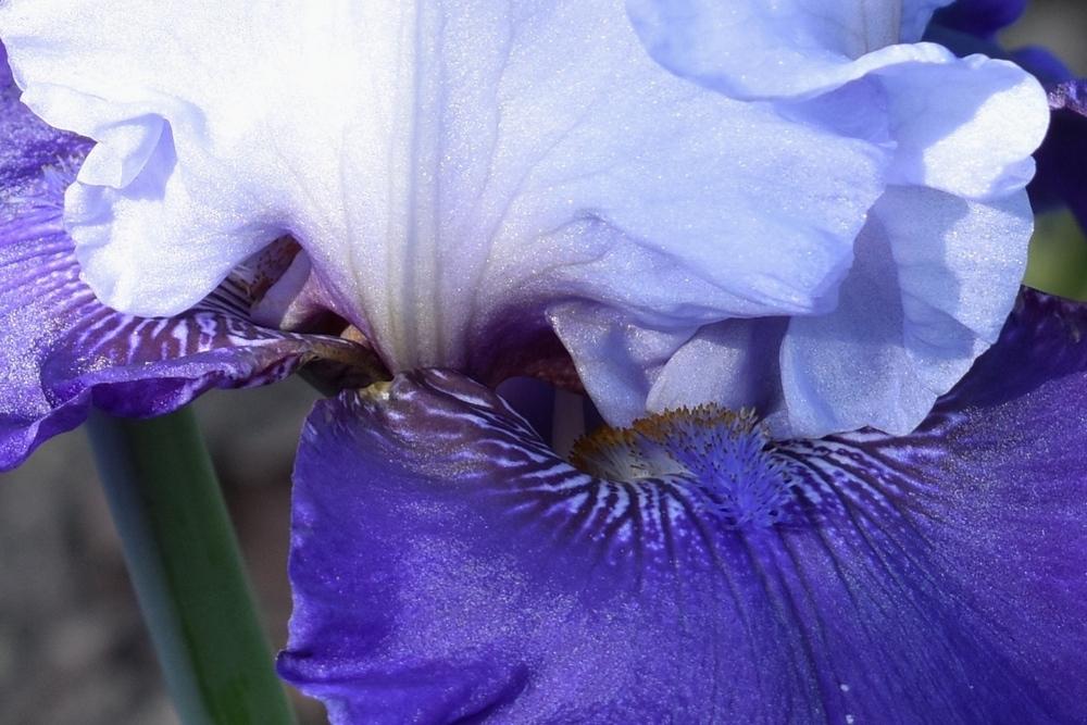 Photo of Tall Bearded Iris (Iris 'Best Bet') uploaded by sunnyvalley