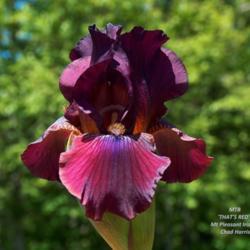 Location: Washougal, WA
Date: 2010-05-14
Photo courtesy of Mt. Pleasant Iris Farm, posted with permission