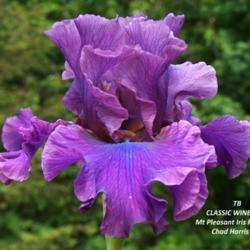 Location: Washougal, WA
Date: 2010-05-27
Photo courtesy of Mt. Pleasant Iris Farm, posted with permission