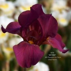 Location: Wshougal, WA
Date: 2015-05-09
Photo courtesy of Mt. Pleasant Iris Farm, posted with permission