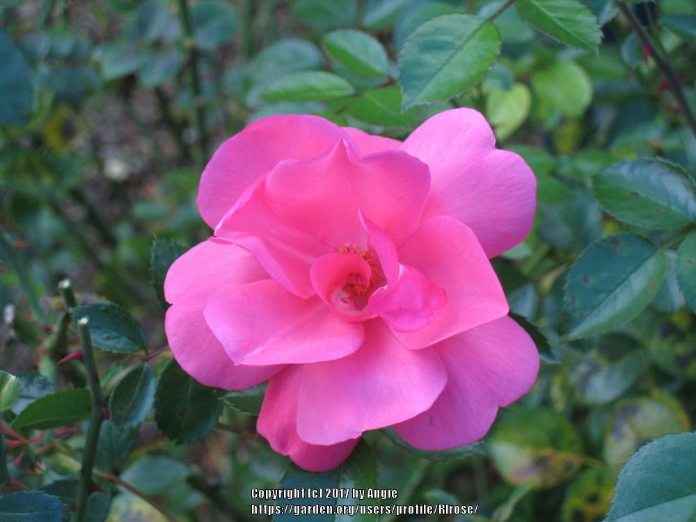 Photo of Rose (Rosa 'Lady Elsie May') uploaded by RIrose