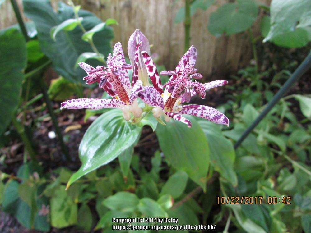 Photo of Toad Lilies (Tricyrtis) uploaded by piksihk