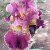 Border Bearded Iris Desert Legacy - Fall bloom