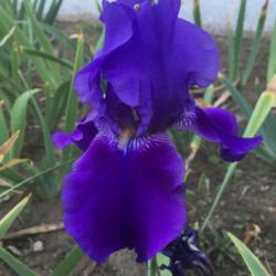 Location: Las Cruces, NM
Date: 2017-10-20
Tall Bearded Iris Autumn Bugler