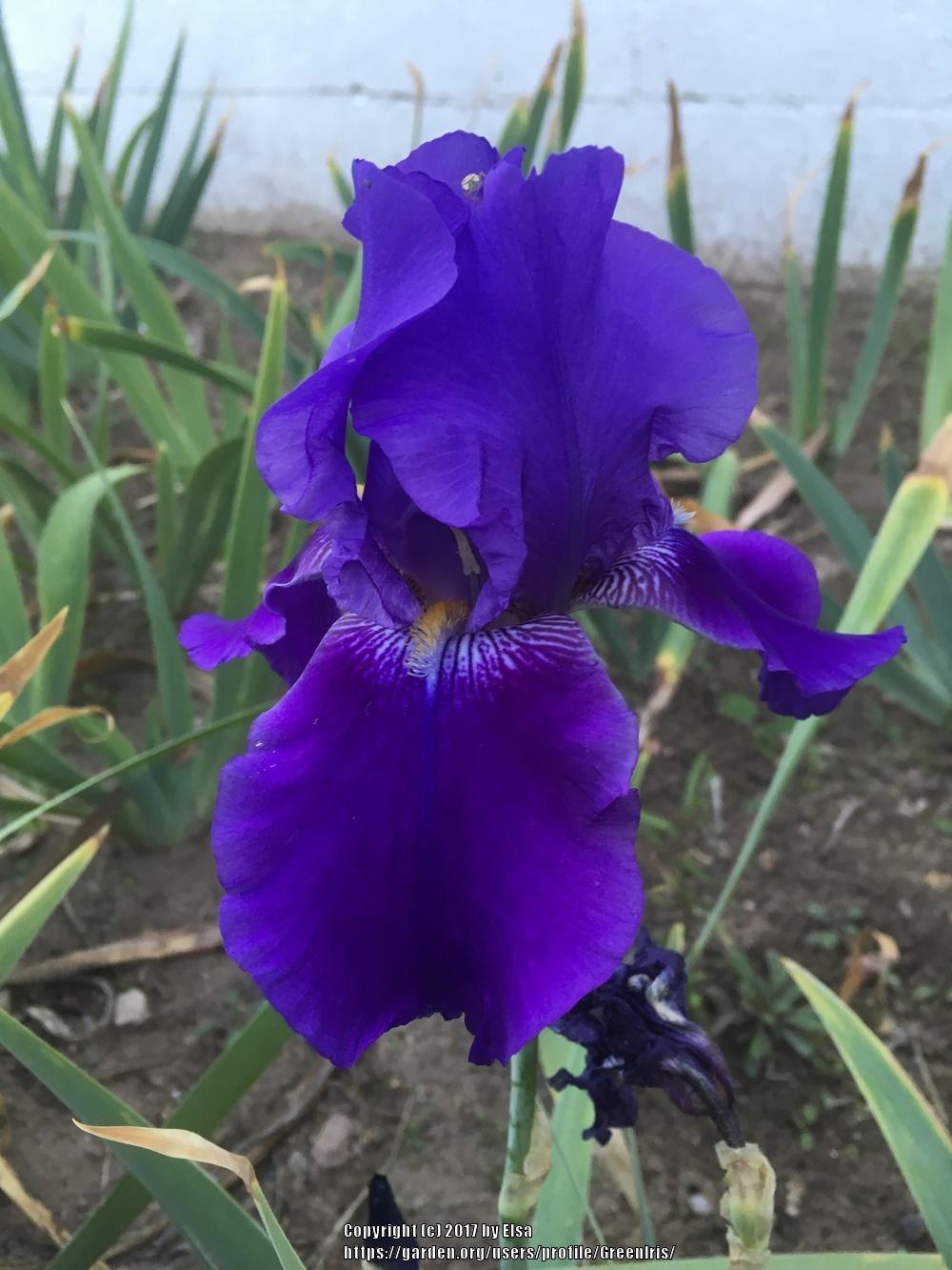 Photo of Tall Bearded Iris (Iris 'Autumn Bugler') uploaded by GreenIris