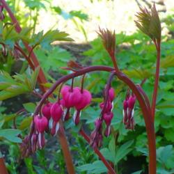 Location: Nora's Garden - Castlegar, B.C.
Date: 2017-05-04
 10:59 am. Reddish stems and beautiful emerging foliage.