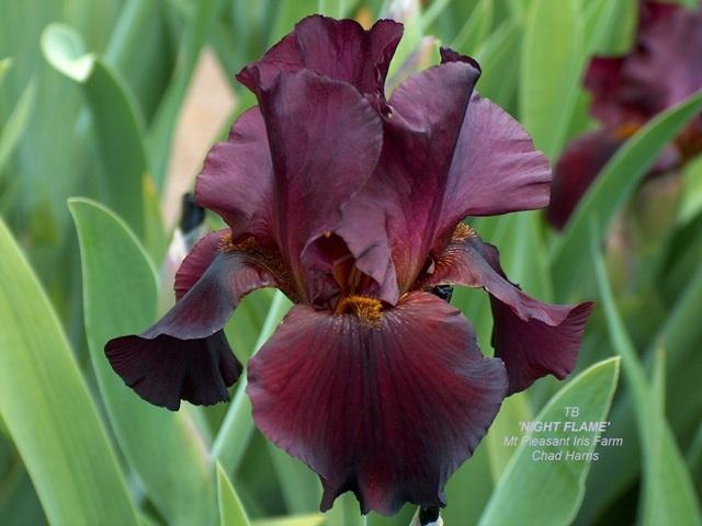 Photo of Tall Bearded Iris (Iris 'Night Flame') uploaded by Lestv
