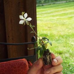 Location: My 6b garden
Date: 2014-06-01
Teeny, tiny and already blooming.