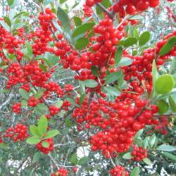 Location: Kyle, Texas
Date: 2017-10-25
Yaupon holly berries are profuse in the fall