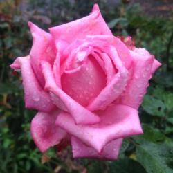 Location: My garden, Pequea, Pennsylvania 17565
Date: 2017-10-29
Wedding Bells stands up well to rain; heavy-substance petals