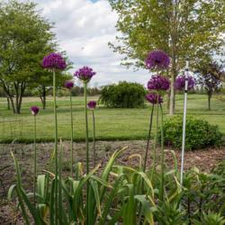 Location: Clinton, Michigan 49236
Date: 2017-10-29
Allium aflatunense 'Purple Sensation', 2017, [ornamental onion], 