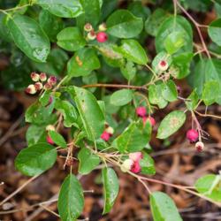 Location: Clinton, Michigan 49236
Date: 2017-10-29
Amelanchier alnifolia 'Regent', 2016, alder-leaved serviceberry, 