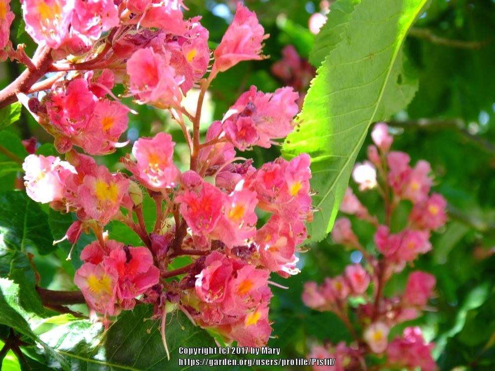 Photo of Red Horse Chestnut (Aesculus x carnea 'Briotii') uploaded by Pistil