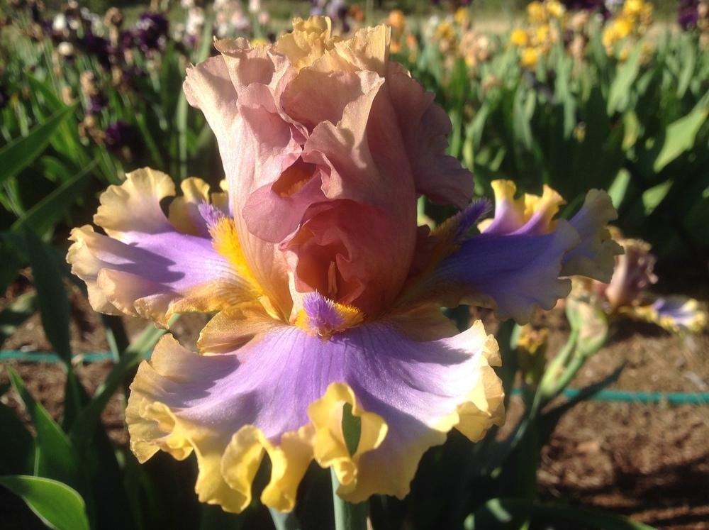 Photo of Tall Bearded Iris (Iris 'Western Edge') uploaded by Riversdale1