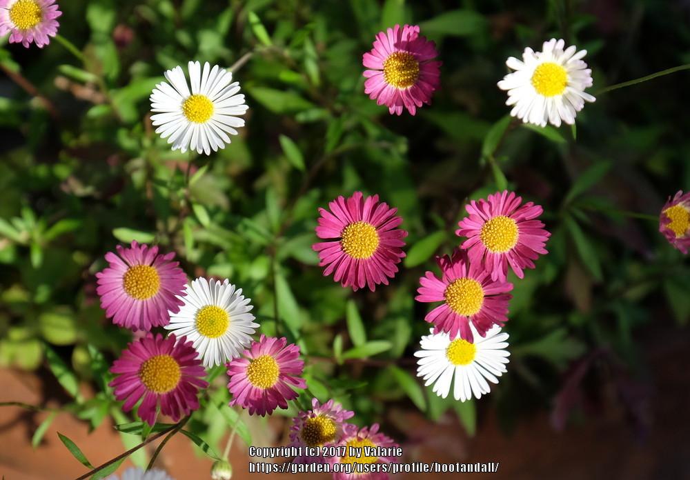 Photo of Mexican Daisy (Erigeron karvinskianus) uploaded by bootandall