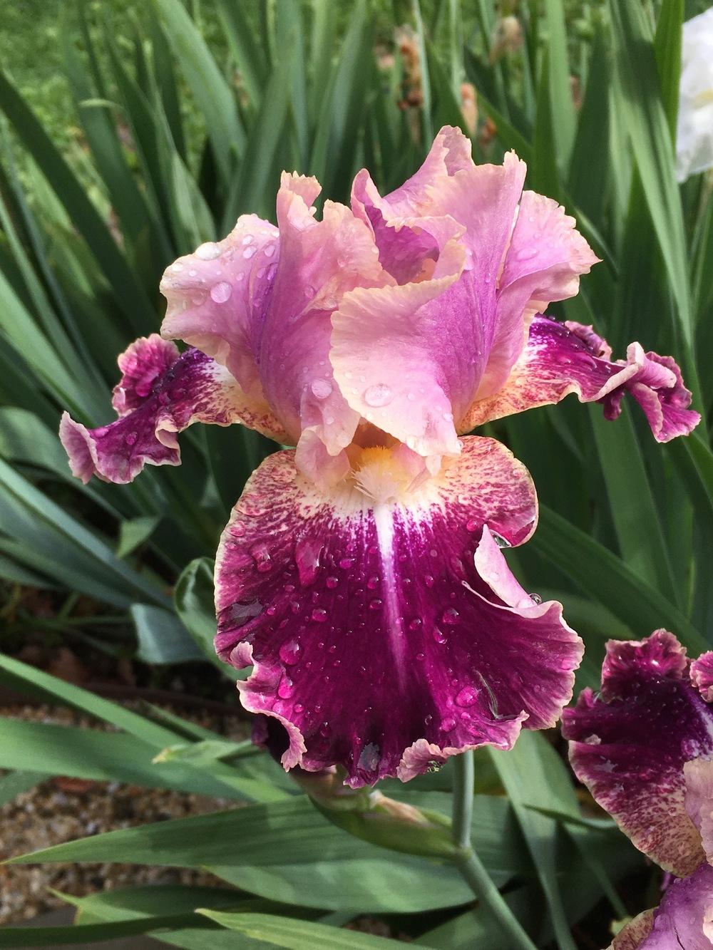 Photo of Tall Bearded Iris (Iris 'New Leaf') uploaded by Riversong