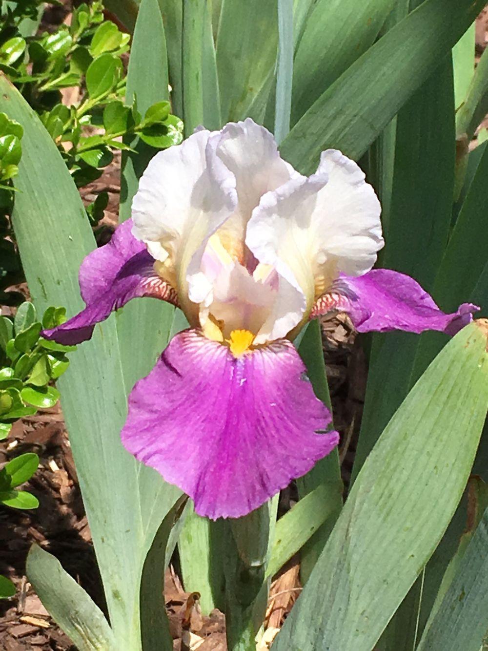 Photo of Miniature Tall Bearded Iris (Iris 'Payoff') uploaded by Riversong