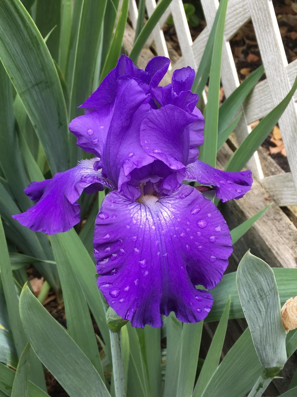 Photo of Tall Bearded Iris (Iris 'Stellar Lights') uploaded by Riversong