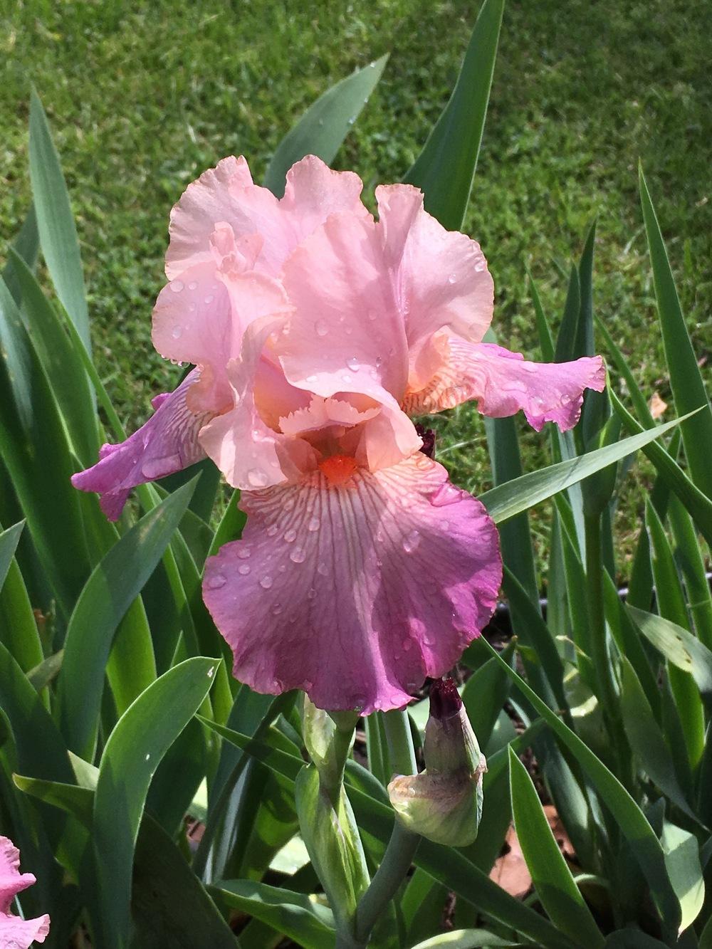 Photo of Border Bearded Iris (Iris 'Love Goes On') uploaded by Riversong