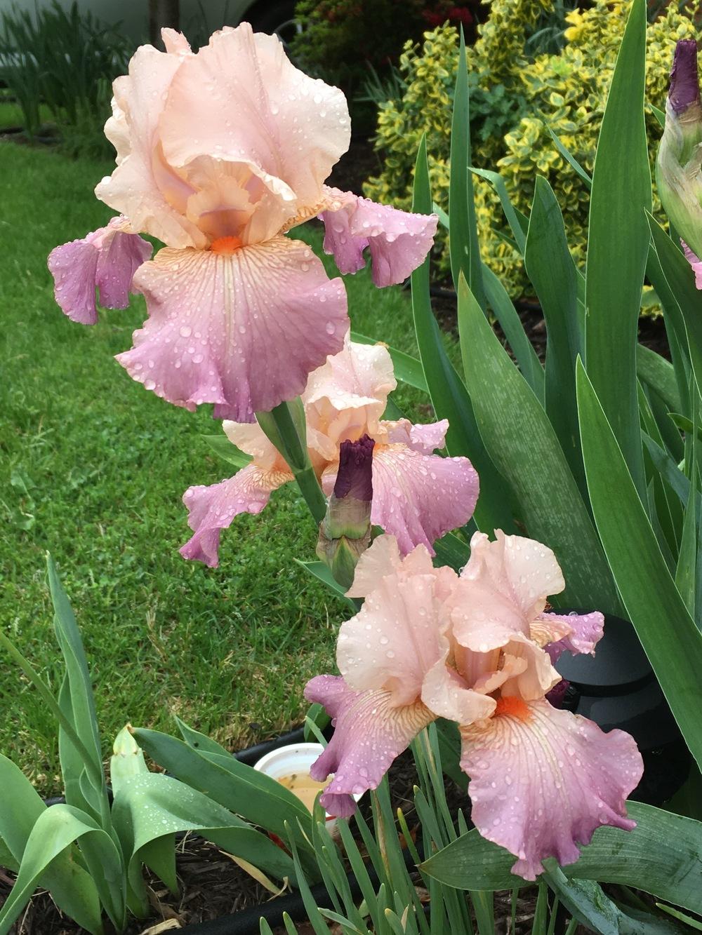 Photo of Border Bearded Iris (Iris 'Love Goes On') uploaded by Riversong