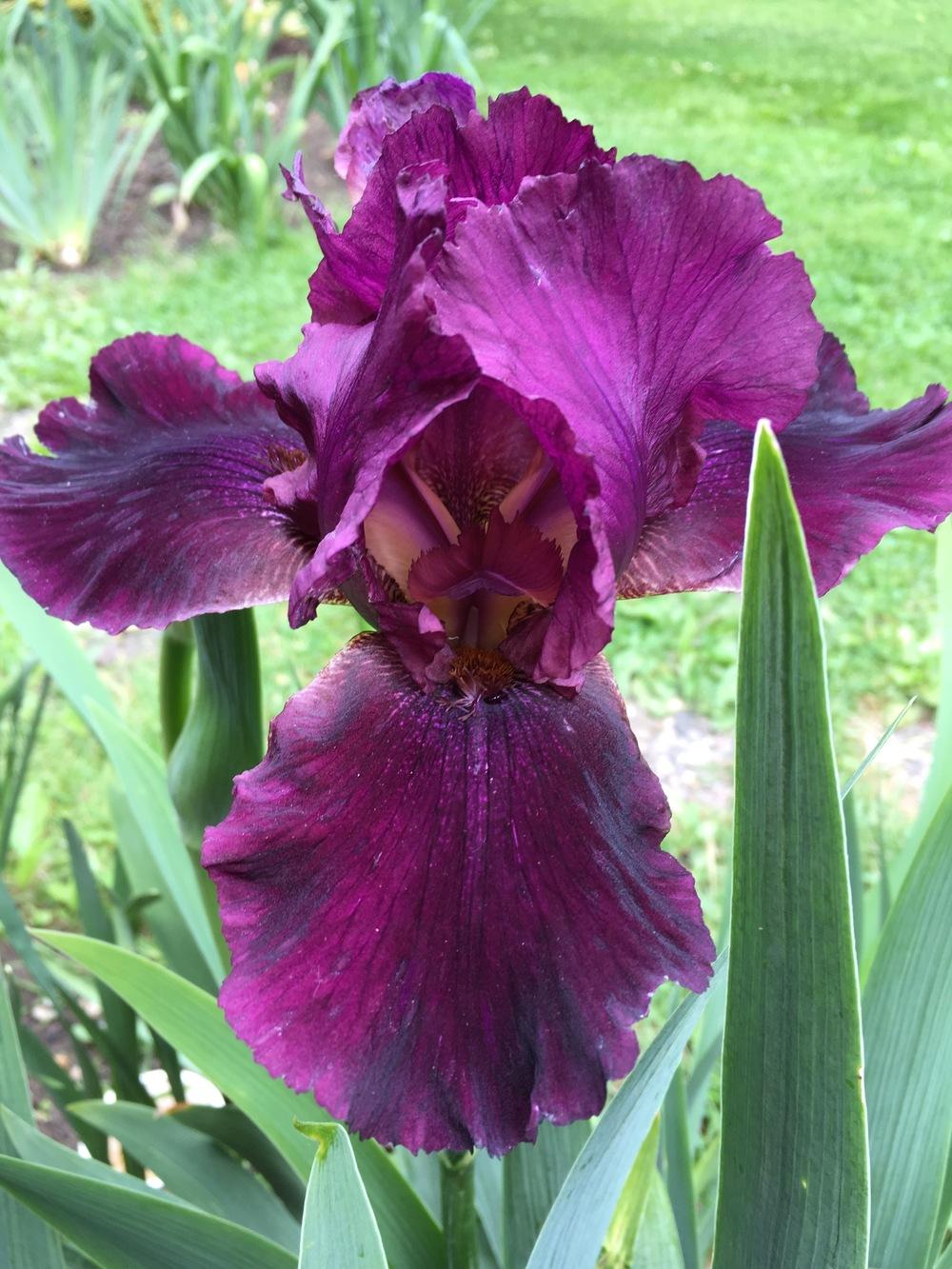 Photo of Tall Bearded Iris (Iris 'Winesap') uploaded by Riversong
