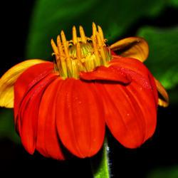 Location: Botanical Gardens of the State of Georgia...Athens, Ga
Date: 2017-10-05
Mexican Sunflower 002