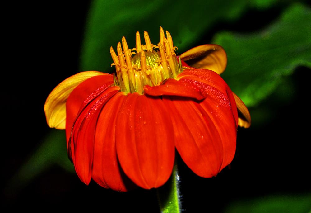 Photo of Mexican Sunflower (Tithonia rotundifolia) uploaded by dawiz1753