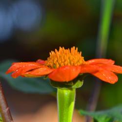 Location: Botanical Gardens of the State of Georgia...Athens, Ga
Date: 2017-10-12
Mexican Sunflower 001