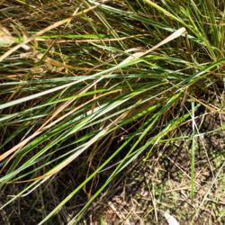 Location: Clinton, Michigan 49236
Date: 2017-10-31
Calamagrostis x acutiflora 'Overdam', 2015, Feather Reed Grass, k