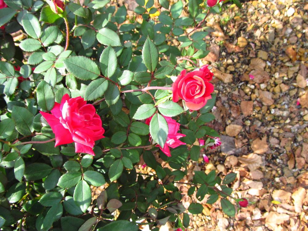 Photo of Rose (Rosa 'Pink Double Knock Out') uploaded by jmorth