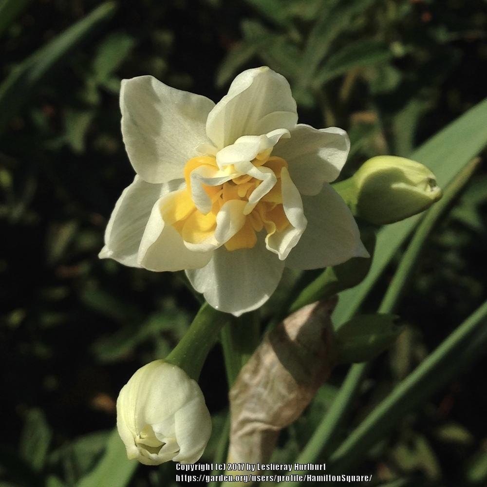 Photo of Daffodils (Narcissus) uploaded by HamiltonSquare