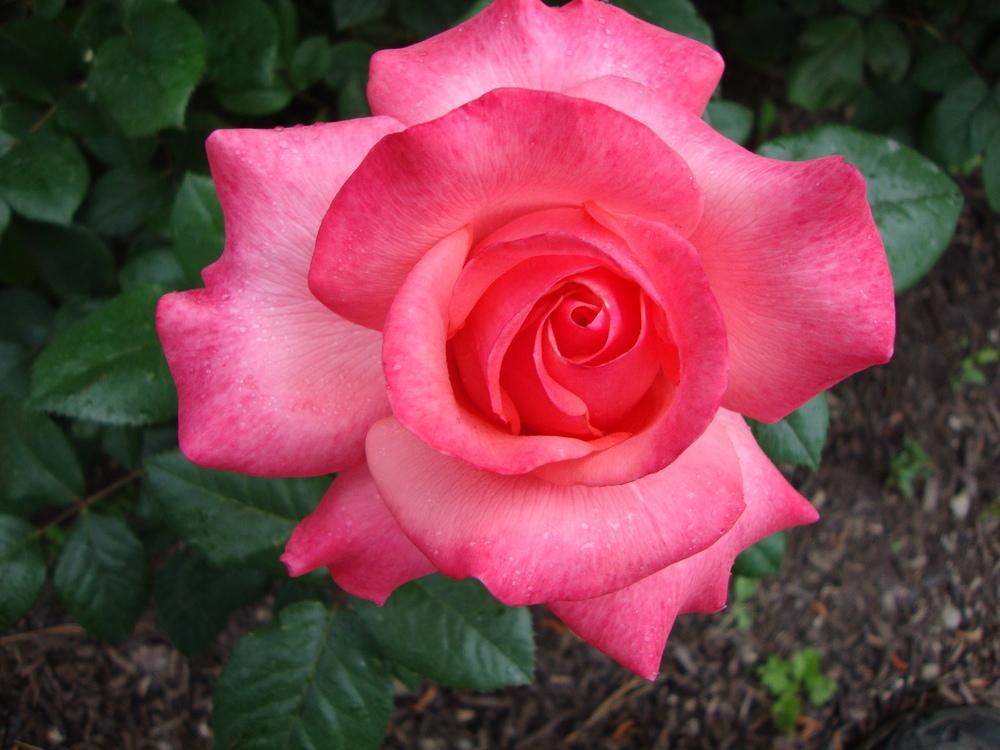 Photo of Rose (Rosa 'Spellbound') uploaded by Paul2032