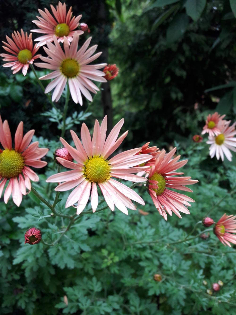 Photo of Chrysanthemum uploaded by deadnuts11