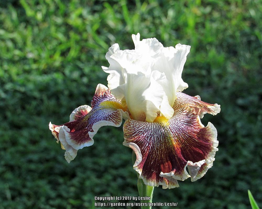 Photo of Tall Bearded Iris (Iris 'Wonders Never Cease') uploaded by Lestv