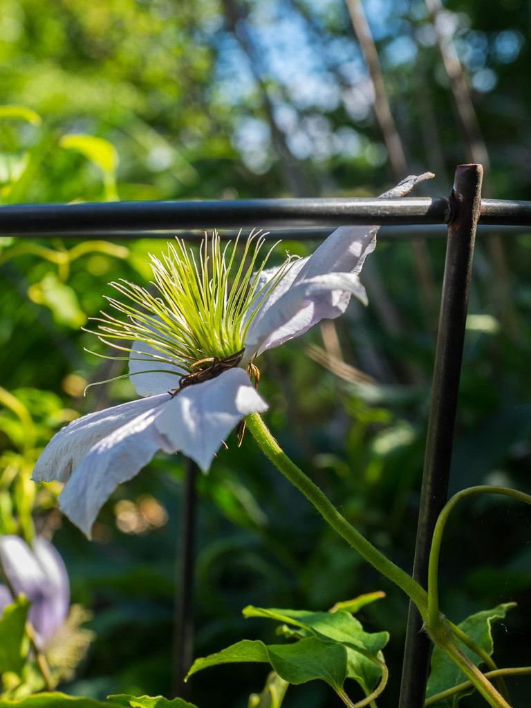Photo of Clematis Chelsea™ uploaded by frankrichards16