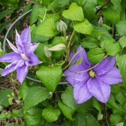 Location: Clinton, Michigan 49236
Date: 2017-11-04
Clematis 'Cezanne', 2017, CEZANNE™ [Clematis] 'Evipo023' (Type2