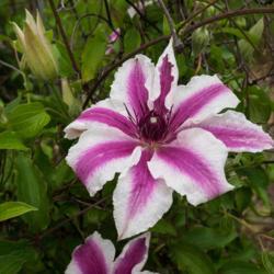 Location: Clinton, Michigan 49236
Date: 2017-11-04
Clematis 'Carnaby', 2017, Bi-colored [Clematis] (Type2-SL-PK), KL